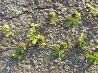 Medicago polymorpha 6, Ruige rupsklaver, Saxifraga-Rutger Barendse