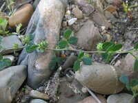 Medicago polymorpha 7, Ruige rupsklaver, Saxifraga-Rutger Barendse