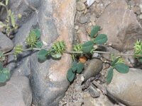 Medicago polymorpha 8, Ruige rupsklaver, Saxifraga-Rutger Barendse