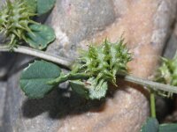 Medicago polymorpha 9, Ruige rupsklaver, Saxifraga-Rutger Barendse