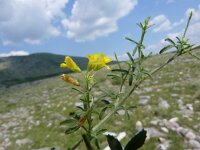 Medicago prostrata 3, Saxifraga-Jasenka Topic