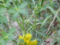 Medicago prostrata 5, Saxifraga-Rutger Barendse