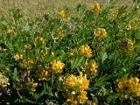 Medicago x varia 2, Bonte luzerne, Saxifraga-Ed Stikvoort