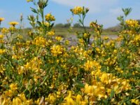 Medicago x varia 3, Bonte luzerne, Saxifraga-Ed Stikvoort