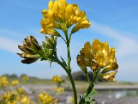 Medicago x varia 4, Bonte luzerne, Saxifraga-Ed Stikvoort