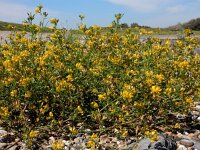 Medicago x varia 5, Bonte luzerne, Saxifraga-Ed Stikvoort