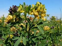 Medicago x varia 6, Bonte luzerne, Saxifraga-Ed Stikvoort