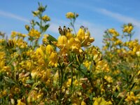 Medicago x varia 7, Bonte luzerne, Saxifraga-Ed Stikvoort