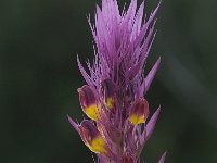 Melampyrum arvense 5, Wilde weit, Saxifraga-Willem van Kruijsbergen