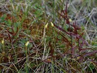 Melampyrum pratense 1, Hengel, Saxifraga-Willem van Kruijsbergen