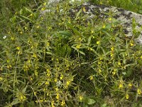 Melampyrum pratense 10, Hengel, Saxifraga-Jan van der Straaten