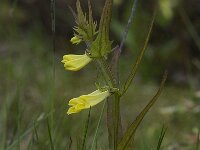Melampyrum pratense 2, Hengel, Saxifraga-Willem van Kruijsbergen