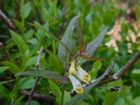Melampyrum pratense 20, Hengel Saxifraga-Ed Stikvoort