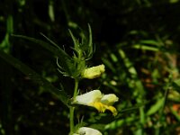 Melampyrum pratense 23, Hengel, Saxifraga-Rutger Barendse