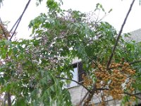 Melia azederach 2, Saxifraga-Jasenka Topic