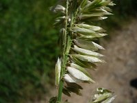 Melica altissima 1, Saxifraga-Jasenka Topic