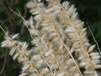 Melica ciliata 3, Wimperparelgras, Saxifraga-Rutger Barendse