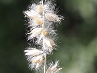 Melica ciliata 4, Wimperparelgras, Saxifraga-Peter Meininger