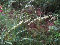 Melica minuta 2, Saxifraga-Rutger Barendse