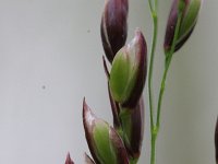 Melica uniflora 1, Eenbloemig parelgras, Saxifraga-Rutger Barendse