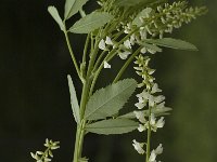 Melilotus albus 1, Witte honingklaver, Saxifraga-Marijke Verhagen