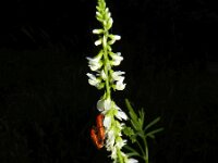 Melilotus albus 10, Witte honingklaver, Saxifraga-Rutger Barendse