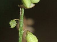 Melilotus albus 11, Witte honingklaver, Saxifraga-Rutger Barendse