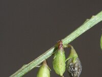 Melilotus albus 12, Witte honingklaver, Saxifraga-Rutger Barendse