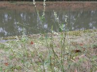 Melilotus albus 13, Witte honingklaver, Saxifraga-Rutger Barendse