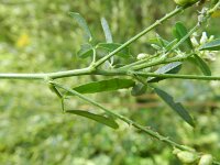Melilotus albus 14, Witte honingklaver, Saxifraga-Rutger Barendse