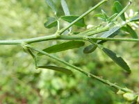 Melilotus albus 15, Witte honingklaver, Saxifraga-Rutger Barendse