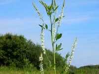Melilotus albus 16, Witte honingklaver, Saxifraga-Ed Stikvoort