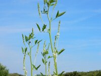 Melilotus albus 17, Witte honingklaver, Saxifraga-Ed Stikvoort