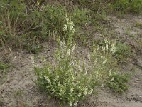Melilotus albus 18, Witte honingklaver, Saxifraga-Willem van Kruijsbergen