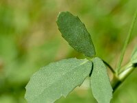 Melilotus albus 19, Witte honingklaver, Saxifraga-Sonja Bouwman