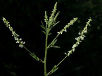 Melilotus albus 2, Witte honingklaver, Saxifraga-Marijke Verhagen