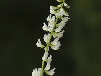 Melilotus albus 3, Witte honingklaver, Saxifraga-Marijke Verhagen
