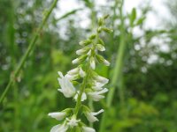 Melilotus albus 4, Witte honingklaver, Saxifraga-Rutger Barendse