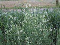 Melilotus albus 5, Witte honingklaver, Saxifraga-Peter Meininger