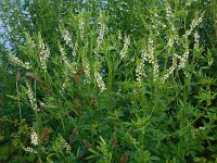 Melilotus albus 6, Witte honingklaver, Saxifraga-Ed Stikvoort