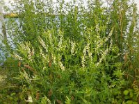 Melilotus albus 7, Witte honingklaver, Saxifraga-Ed Stikvoort