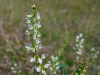 Melilotus albus 8, Witte honingklaver, Saxifraga-Ed Stikvoort