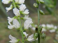 Melilotus albus 9, Witte honingklaver, Saxifraga-Rutger Barendse