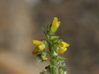 Melilotus indicus 21, Kleine honingklaver, Saxifraga-Rutger Barendse