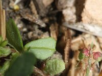 Melilotus indicus 24, Kleine honingklaver, Saxifraga-Rutger Barendse