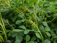 Melilotus messanensis 6, Saxifraga-Peter Meininger