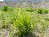 Melilotus officinalis 11, Citroengele honingklaver, Saxifraga-Rutger Barendse