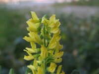 Melilotus officinalis 13, Citroengele honingklaver, Saxifraga-Rutger Barendse