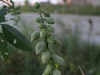 Melilotus officinalis 14, Citroengele honingklaver, Saxifraga-Rutger Barendse