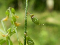 Melilotus officinalis 15, Citroengele honingklaver, Saxifraga-Rutger Barendse